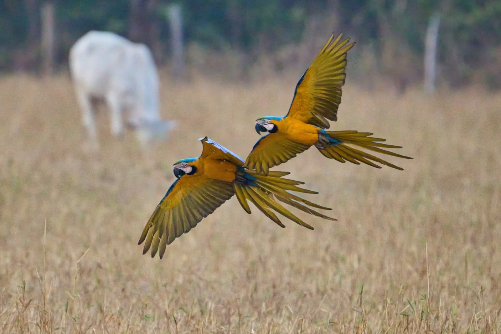 image Blue-and-yellow Macaw